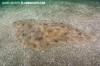 Japanese Butterly Ray