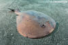 Japanese Sleeper Ray