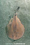 Japanese Sleeper Ray