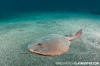 Japanese Sleeper Ray