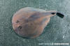 Japanese Sleeper Ray