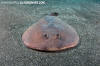 Japanese Sleeper Ray