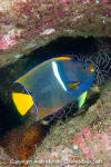 King Angelfish