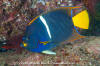 King Angelfish