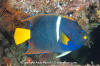 King Angelfish