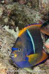 King Angelfish