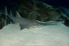 Largetooth Sawfish 