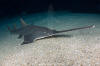 Largetooth Sawfish 