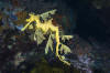 Leafy Sea Dragon Picture 001