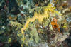 Leafy Sea Dragon picture 004