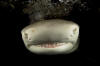 Lemon Shark Picture 102