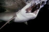 Lemon shark feeding