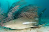 lemon shark