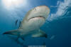 lemon shark 