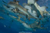 lemon sharks