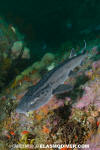 Leopard Catshark