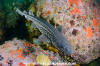 Leopard Catshark