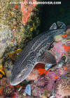 Leopard Catshark