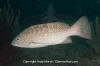 Leopard Grouper