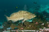 Leopard Grouper