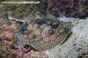 Leopard Round Stingray