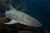 Leopard Shark 