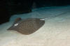 Leopard whipray