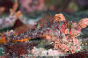 Longfin Sculpin