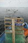 Fisherman longlining for Pacific Sharpnose Sharks