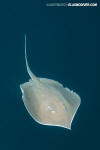 Longnose Stingray