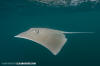 Longnose Stingray