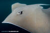 Longnose Stingray