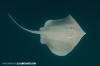 Longnose Stingray