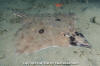 Lomgnose skate