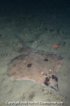 Longnose Skate