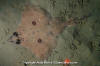 Longnose Skate