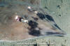 Longnose Skate