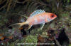 Longspine Squirrelfish