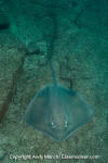 Longtail Stingray