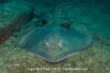 Longtail Stingray