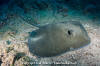 Longtail Stingray