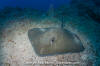 Longtail Stingray