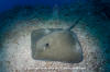 Longtail Stingray