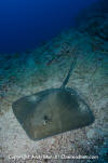 Longtail Stingray 031