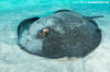 Mangrove Whipray