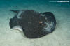 Mangrove Whipray