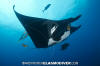 Manta Ray