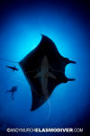 Manta Ray