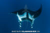 Manta Ray