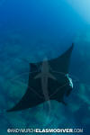 Manta Ray